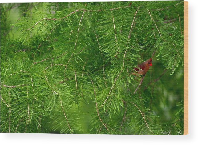 Cardinal Wood Print featuring the photograph Peek a Boo #1 by Elizabeth Winter