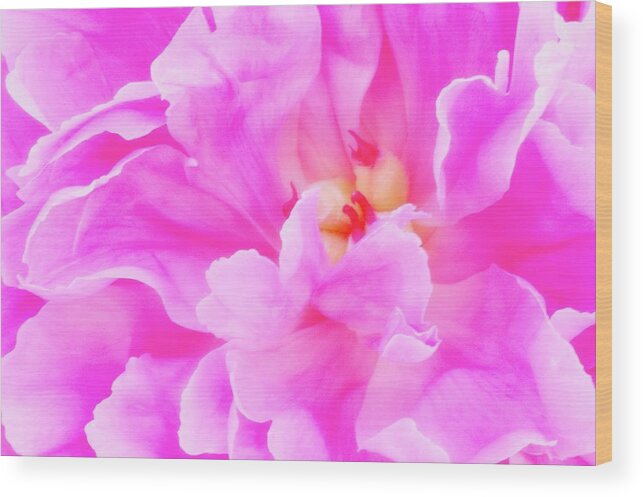 Peony Wood Print featuring the photograph Peony Flower Petals by Maria Mosolova/science Photo Library