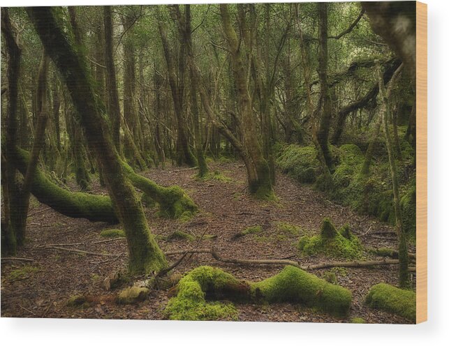 Kenmare Wood Print featuring the photograph People's Park #1 by Hugh Smith