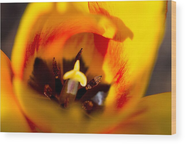 Bloom Wood Print featuring the photograph Petals and Sun #1 by Gaurav Singh