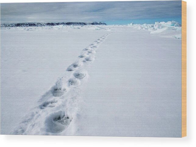 Tracks Wood Print featuring the photograph Polar Bear Tracks #1 by Louise Murray/science Photo Library