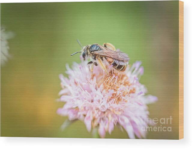 Eudicot Wood Print featuring the photograph Pollinator #2 by Jivko Nakev