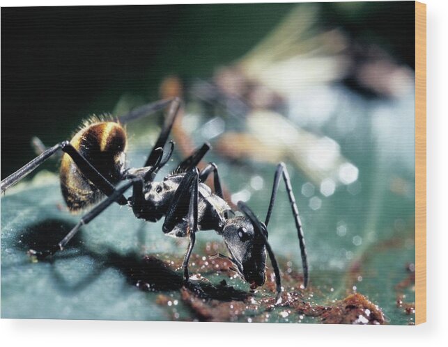Polyrhachis Laboriosa Wood Print featuring the photograph Polyrhachis Laboriosa Ant #1 by Patrick Landmann/science Photo Library