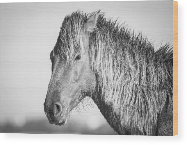 Wild Wood Print featuring the photograph Portrait of a Wild Horse #2 by Bob Decker