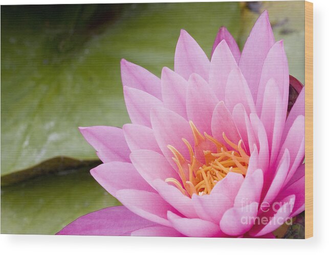 Water Lily Wood Print featuring the photograph Enlightenment by Patty Colabuono