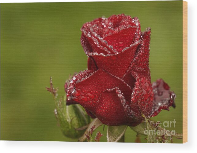 Rose Wood Print featuring the photograph Raindrops on Roses #1 by Inge Riis McDonald