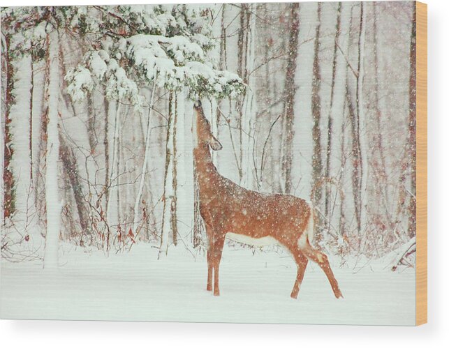 Deer.holidays Wood Print featuring the photograph Reach For It #2 by Karol Livote