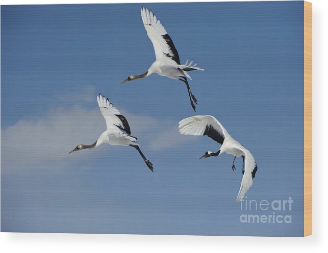 Asia Wood Print featuring the photograph Red-crowned Cranes #1 by John Shaw