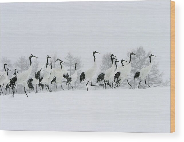 Red-crowned Crane Wood Print featuring the photograph Red-crowned Cranes #1 by M. Watson