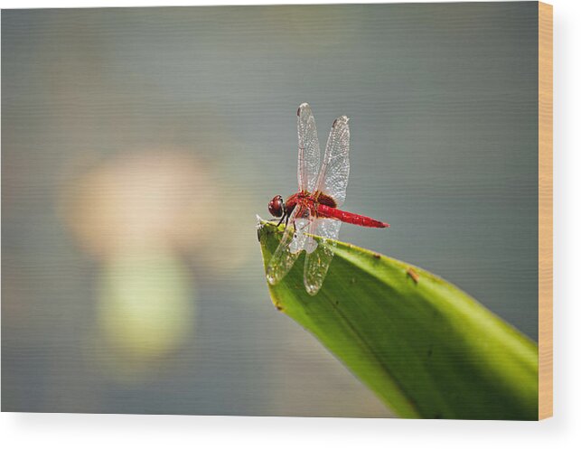 Lightweight Wood Print featuring the photograph Red dragonfly #1 by U Schade