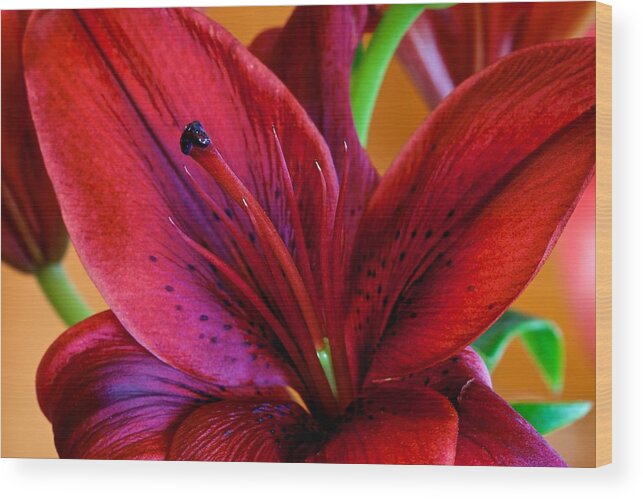 Flower Of The Day Wood Print featuring the photograph Red Lily #1 by Jade Moon 