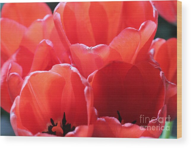 Landscape Wood Print featuring the photograph Red Tulips #2 by Donna L Munro