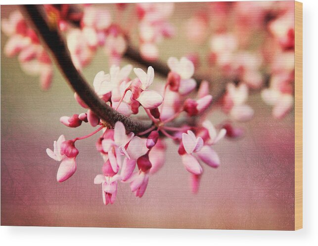 Redbud Blossoms Wood Print featuring the photograph Redbud Blossoms by Trina Ansel
