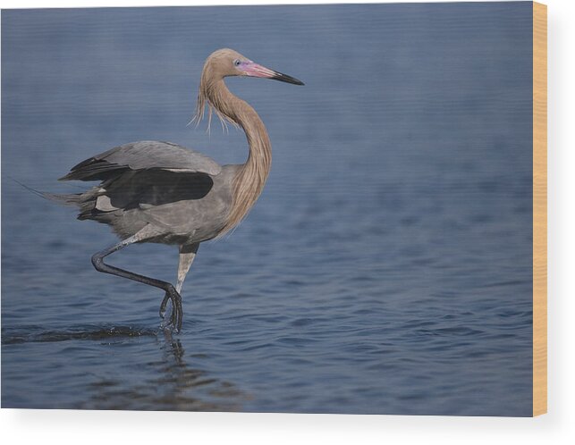 Feb0514 Wood Print featuring the photograph Reddish Egret Wading Texas #1 by Tom Vezo