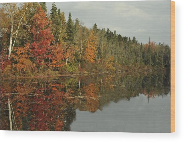 Photograph Wood Print featuring the photograph Tree Reflections by Richard Gehlbach