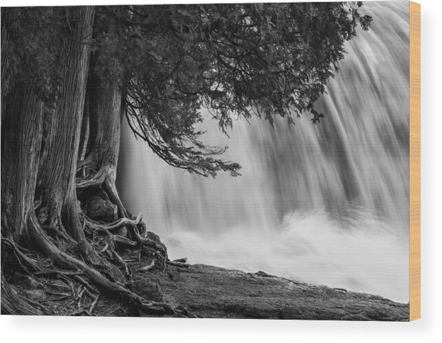 rooted In Spring cedar Trees Roots spring Melt gooseberry Falls Waterfall black And White lake Superior Power gooseberry Falls State Park minnesota Nature greeting Cards mary Amerman Wood Print featuring the photograph Rooted In Spring #2 by Mary Amerman