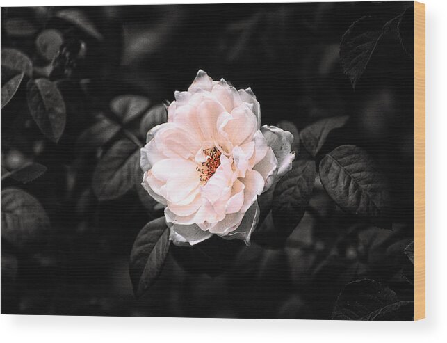 Botanical Wood Print featuring the photograph Rose 1 #1 by Jeremy Herman