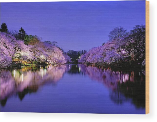 Tranquility Wood Print featuring the photograph Sakura At Night #1 by Takuya Igarashi