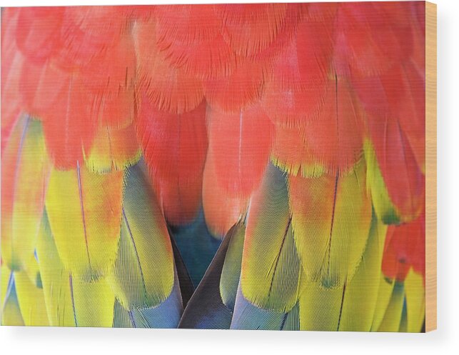 Ara Macao Wood Print featuring the photograph Scarlet Macaw Plumage #1 by Tony Camacho