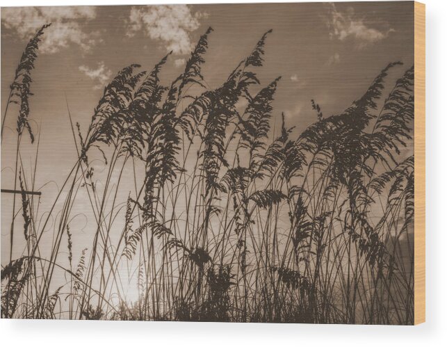 Sea Oats Framed Prints Wood Print featuring the photograph Sea Oats by John Harding