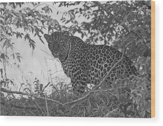 Africa Wood Print featuring the photograph Secret Garden #1 by Michele Burgess