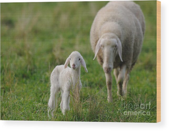 Sheep Wood Print featuring the photograph Sheep With Lamb #1 by David & Micha Sheldon
