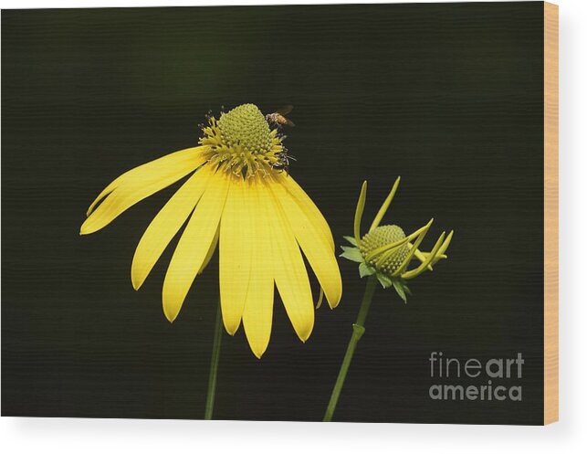 Summer Flowers Wood Print featuring the photograph Simple Things #2 by Randy Bodkins