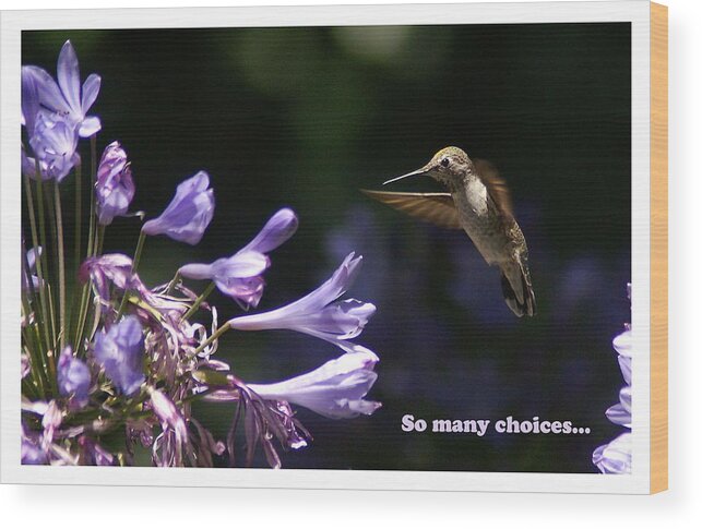 Hummingbird Wood Print featuring the photograph So Many Choices #1 by David Armentrout