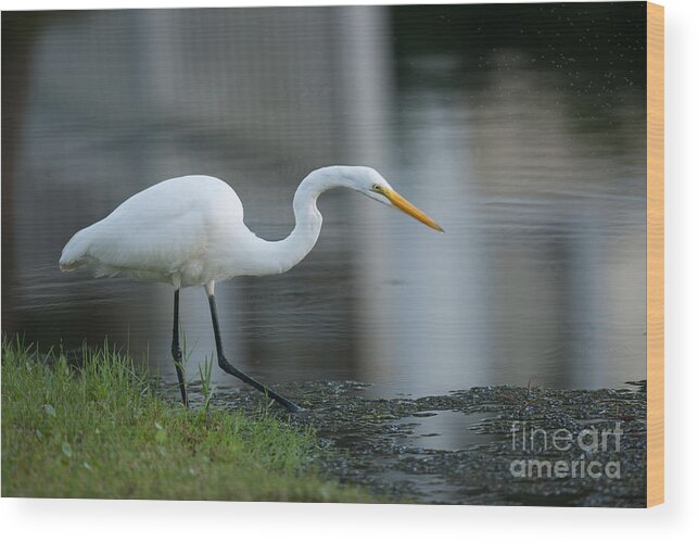 White Heron Wood Print featuring the photograph Southern Breakfast #1 by Dale Powell