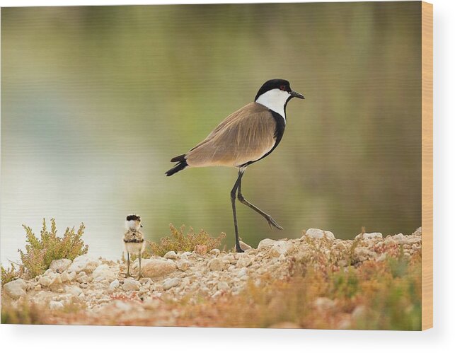 Nobody Wood Print featuring the photograph Spur-winged Lapwing Vanellus Spinosus #1 by Photostock-israel
