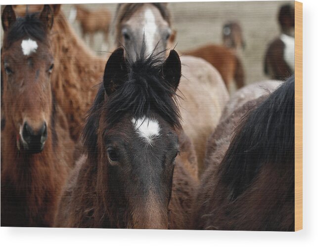 Wild Horses Wood Print featuring the photograph Stampede #2 by Steve McKinzie