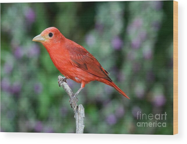 Summer Tanager Wood Print featuring the photograph Summer Tanager #1 by Anthony Mercieca