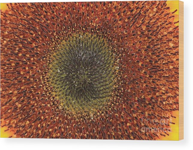 Background Wood Print featuring the photograph Sunflower Seeds by Amanda Mohler