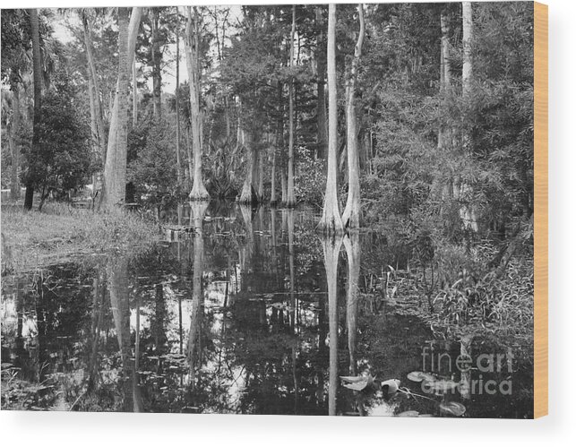 Swamp Wood Print featuring the photograph Swampland #1 by Carey Chen