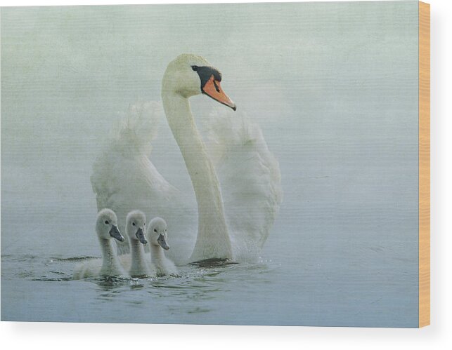 Animal Themes Wood Print featuring the photograph Swan Family #1 by Betty Wiley