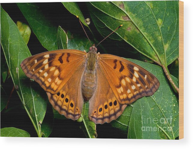 Animal Wood Print featuring the photograph Tawny Emperor Butterfly #1 by Gregory G. Dimijian, M.D.