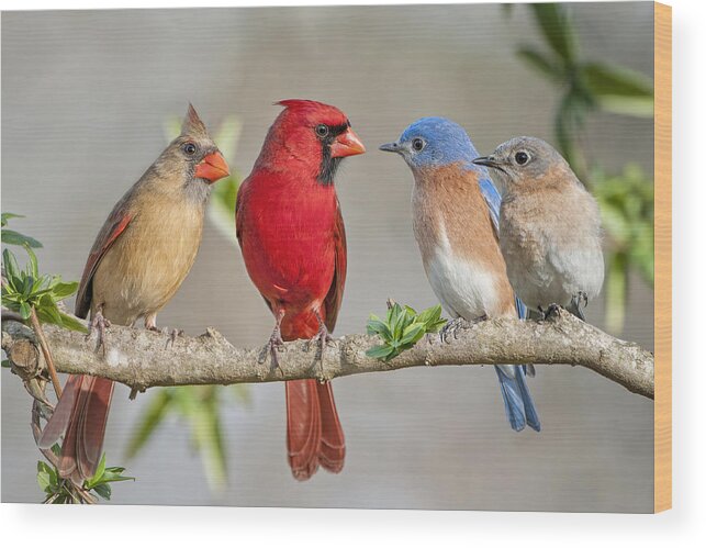 Bluebirds Wood Print featuring the photograph The Bluebirds Meet the Redbirds #1 by Bonnie Barry