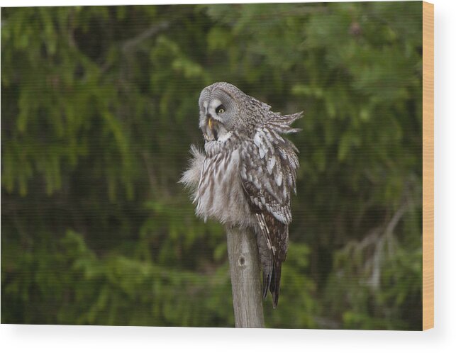 Great Gray Owl Wood Print featuring the photograph The Great Grey Owl by Torbjorn Swenelius
