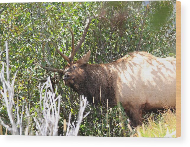 Elk Wood Print featuring the photograph The Rut by Shane Bechler