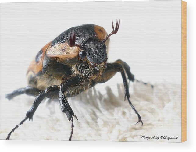 Nature Photography Wood Print featuring the photograph The Warrior 01 by Kevin Chippindall