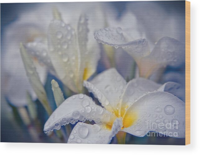 Plumeria Wood Print featuring the photograph The Wind of Love by Sharon Mau