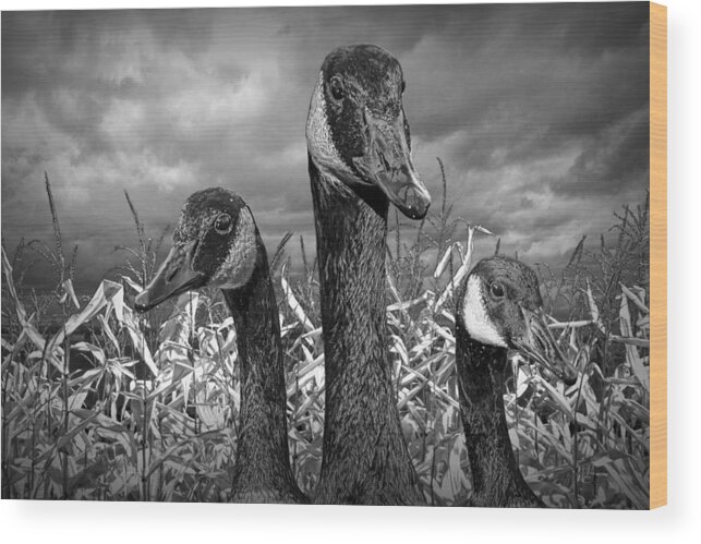 Art Wood Print featuring the photograph Three Canada Geese in an Autumn Cornfield #1 by Randall Nyhof