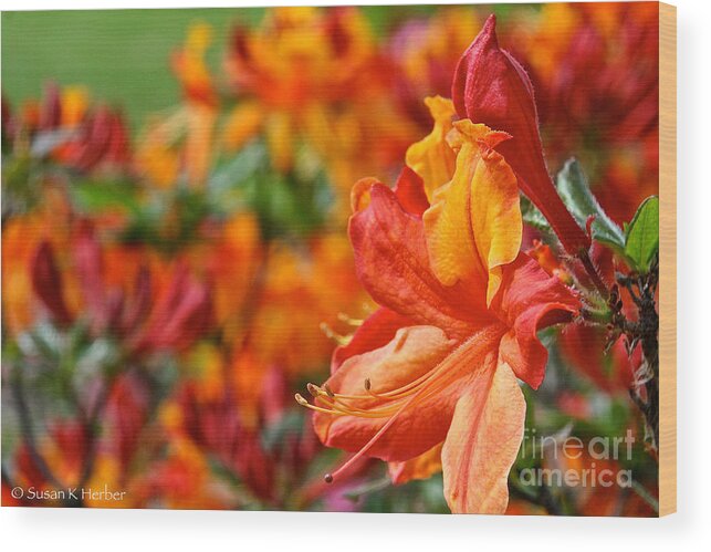 Flower Wood Print featuring the photograph Torch #1 by Susan Herber
