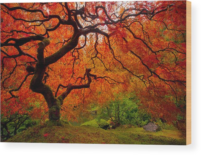 Autumn Wood Print featuring the photograph Tree Fire #2 by Darren White