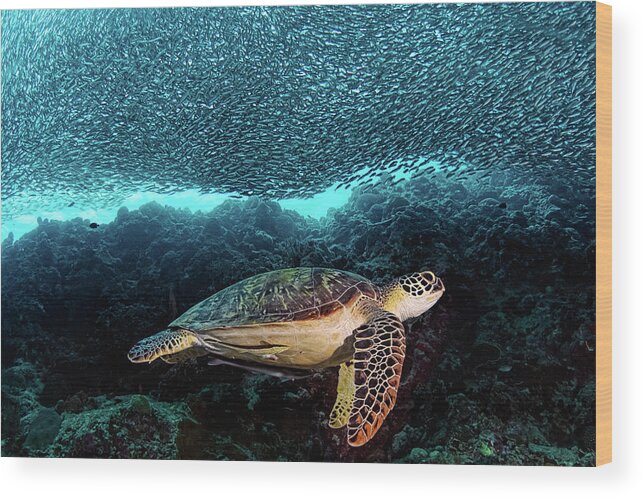 Turtle Wood Print featuring the photograph Turtle And Sardines #1 by Henry Jager
