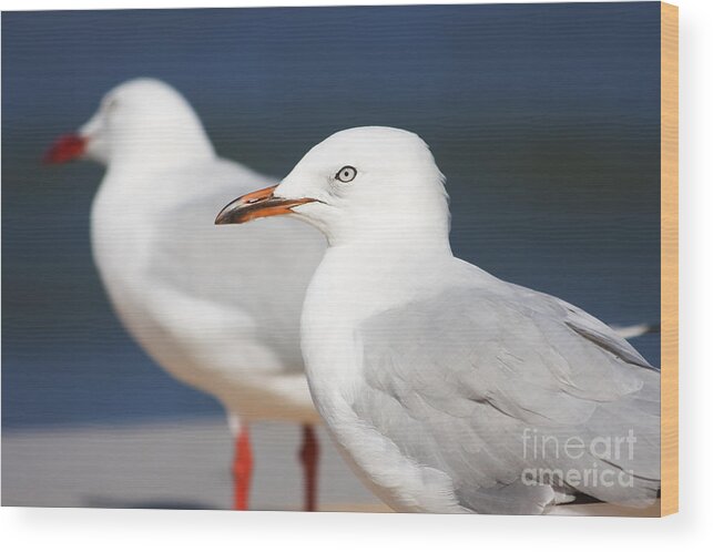 Seagulls Wood Print featuring the photograph Two Boardwalk Gulls #1 by Jorgo Photography