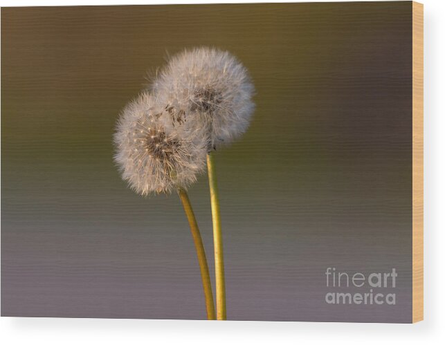Dandelion Wood Print featuring the photograph Two #1 by Deborah Scannell
