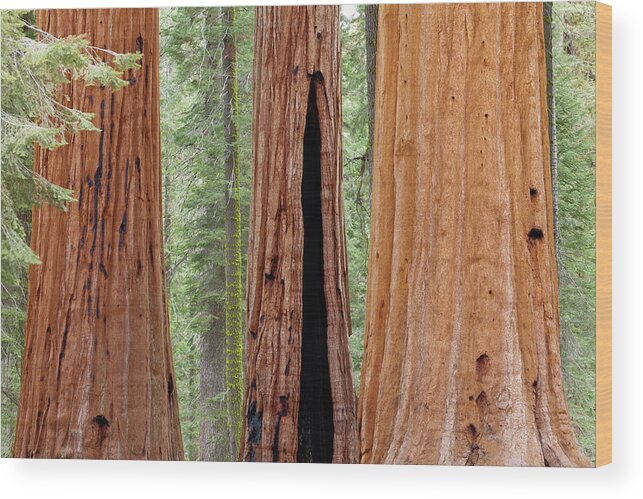 Brown Wood Print featuring the photograph USA, California, Sequoia National Park #1 by Jaynes Gallery