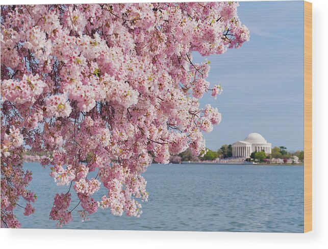 Scenics Wood Print featuring the photograph Usa, Washington Dc, Cherry Tree In #1 by Tetra Images