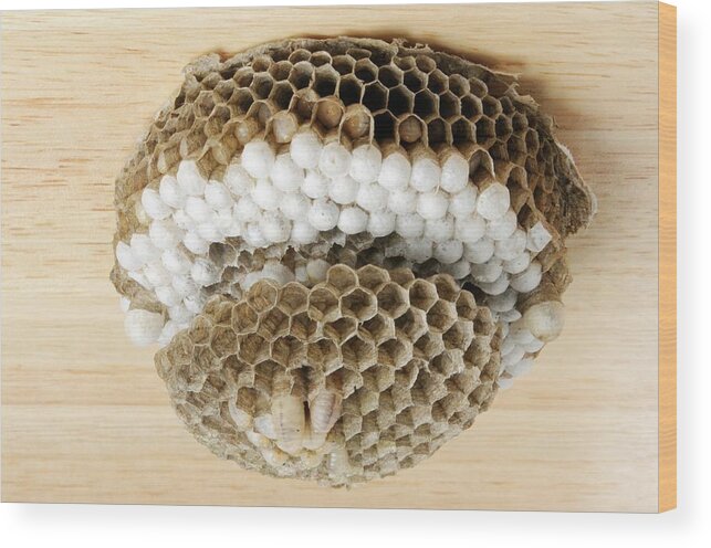 Common Wasp Wood Print featuring the photograph Wasp Nest #1 by Cordelia Molloy